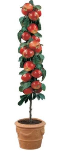 Dwarf Apple Seed, Miniature Apple Tree,Seed Fruit Tree Indoor or Outdoor Potted Plants for Home Garden