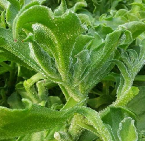 Japan Ice Ice bonsais bonsais Latest Most Popular ice-Like Vegetable Bonsai