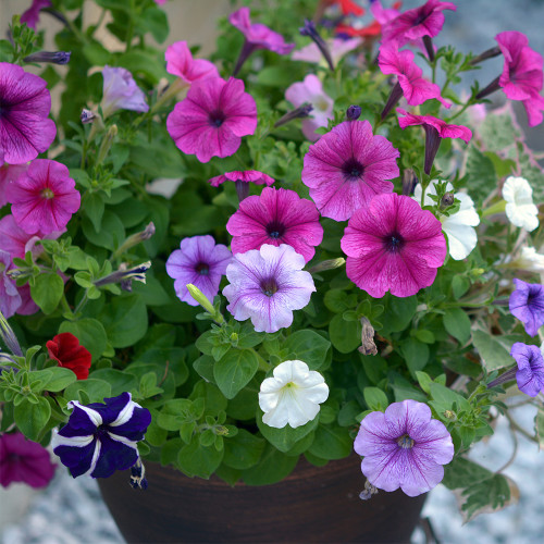 Hezhichun Mixed Color Petunia Seeds | Annual Biennial Herb with Vigorous Blooming & Long Flowering Period