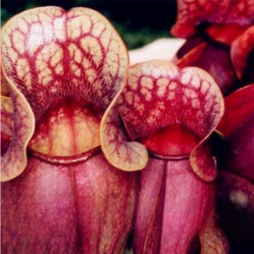 Rare Sarracenia Seed Grass Seed Four Season Easy Grow Seed for Home Garden Pitcher Plant Seed