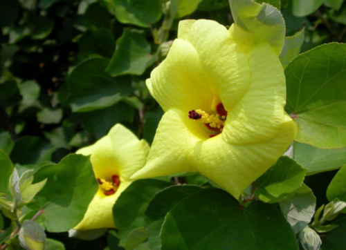 Hibiscus hamabo Yellow Hibiscus Seeds!