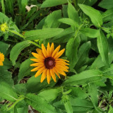 Hezhichun Dwarf Black-eyed Susan Seeds – Rudbeckia Hirta, Perennial Flower for Borders & Pots, Long Lasting Blooms