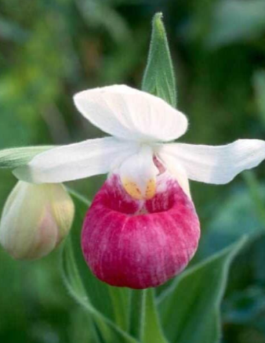 Showy Lady’s Slipper Orchid Seeds ~ Cypripedium Reginae ~ Unique Flowers