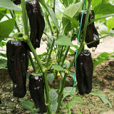 Perilla Pepper Seeds – Early maturing hybrid, rich in anthocyanins, continuous fruiting, easy to grow