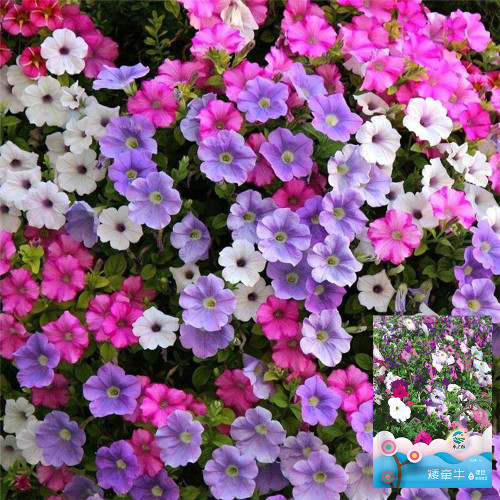 Hezhichun Mixed Color Petunia Seeds | Annual Biennial Herb with Vigorous Blooming & Long Flowering Period