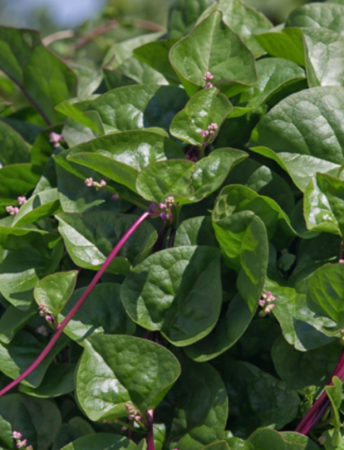 Malabar Red Stem Spinach Seeds, Red Vine Spinach, Ceylon, Non-GMO,