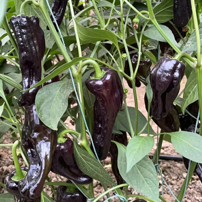 Perilla Pepper Seeds – Early maturing hybrid, rich in anthocyanins, continuous fruiting, easy to grow