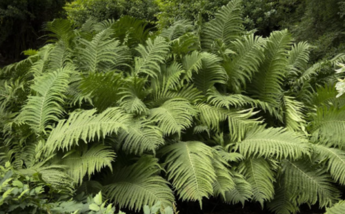 Ostrich Fern Roots - Matteuccia struthiopteris - Bare Roots