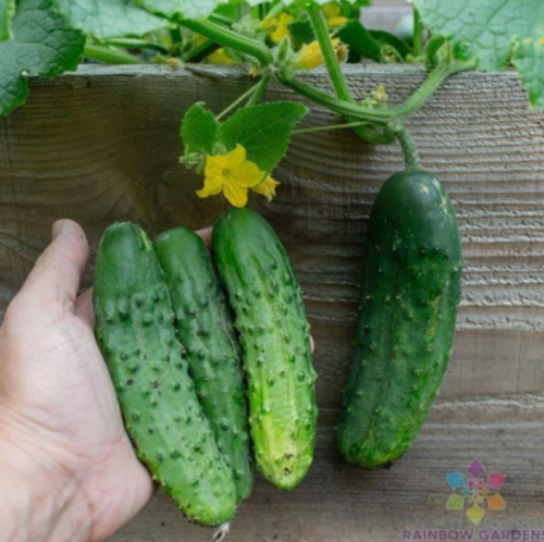 Patio Snacker Cucumber Seeds for Garden Planting