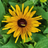 Hezhichun Dwarf Black-eyed Susan Seeds – Rudbeckia Hirta, Perennial Flower for Borders & Pots, Long Lasting Blooms