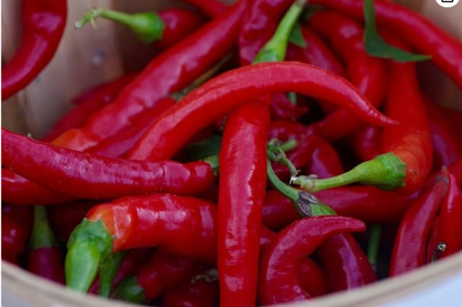 Seeds 8 Inch Long Red Thin Hot Pepper Chili Erjintiao Chinese Hot Pepper
