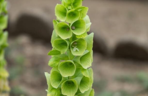 Bells of Ireland Seeds | 2026 Sale Non GMO Heirloom