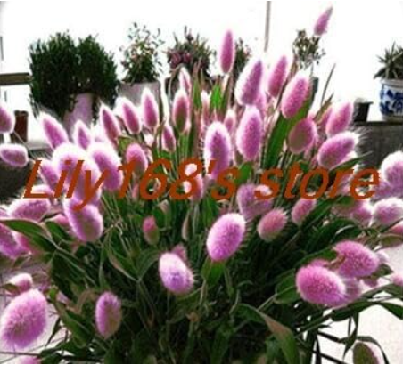 Ornamental Grasses Seed, Bunny Tails Lagurus Ovatus Adorable Ornamental Grass Seed (Color: A2)