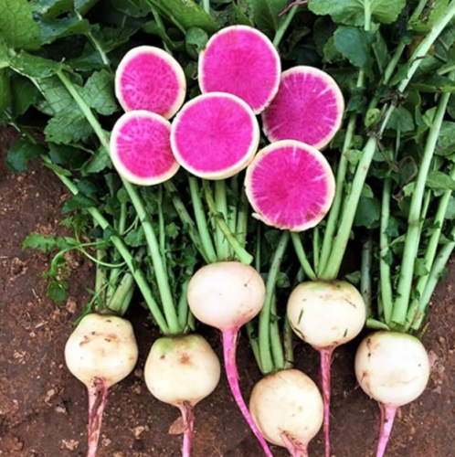 Watermelon Radish Seeds - for New Planting Pink White Globe