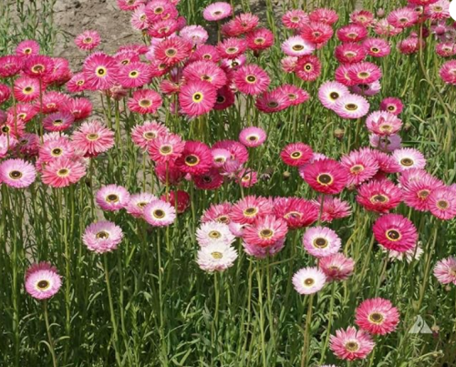 Paper Daisy Pink Everlasting Florists Crafters Pollinators Non-GMO
