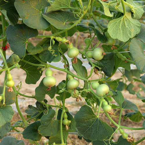 Extra Small Bottle Gourd Seeds – Mini Ornamental Gourd, High-Yielding, Perfect for Hand Rubbing, Collecting & Home Garden
