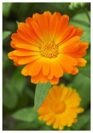 Fiesta Gitana Calendula Seed Mix | New Sale Non GMO