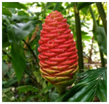 Shampoo Ginger Rhizome, Zingiber Zerumbet, Pine Cone