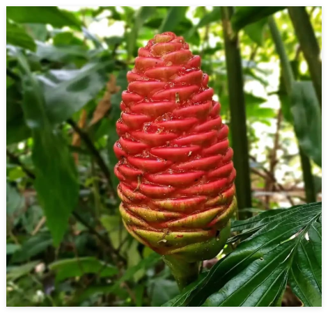 Shampoo Ginger Rhizome, Zingiber Zerumbet, Pine Cone