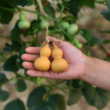 Extra Small Bottle Gourd Seeds – Mini Ornamental Gourd, High-Yielding, Perfect for Hand Rubbing, Collecting & Home Garden