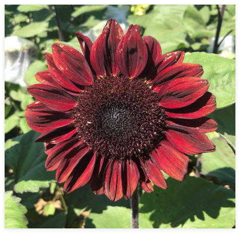 ProCut Red Sunflower Seeds