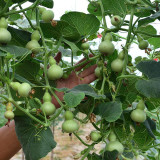 Extra Small Bottle Gourd Seeds – Mini Ornamental Gourd, High-Yielding, Perfect for Hand Rubbing, Collecting & Home Garden