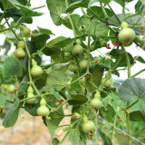 Extra Small Bottle Gourd Seeds – Mini Ornamental Gourd, High-Yielding, Perfect for Hand Rubbing, Collecting & Home Garden