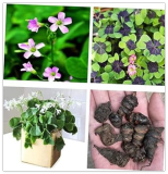 Green Shamrock Bulbs Luck Oxalis Bulbs to Plant, Easy Grow Indoors