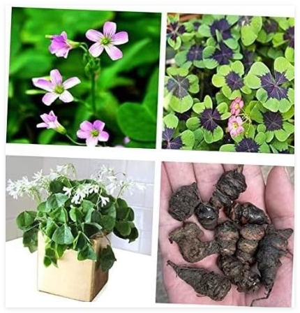 Green Shamrock Bulbs Luck Oxalis Bulbs to Plant, Easy Grow Indoors