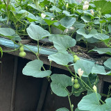 Extra Small Bottle Gourd Seeds – Mini Ornamental Gourd, High-Yielding, Perfect for Hand Rubbing, Collecting & Home Garden