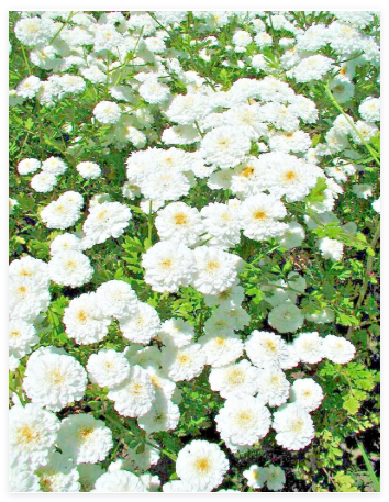 Feverfew Snowball Seeds, TANACETUM PARTHENIUM Floro PLENO