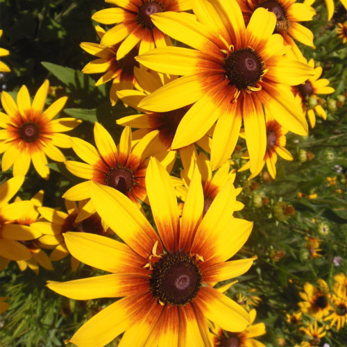 Hezhichun Tall Black-eyed Susan Seeds – Large Bright Blooms, Extremely Long Flowering Period, for Borders & Cut Flowers