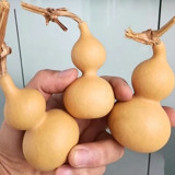 Extra Small Bottle Gourd Seeds – Mini Ornamental Gourd, High-Yielding, Perfect for Hand Rubbing, Collecting & Home Garden