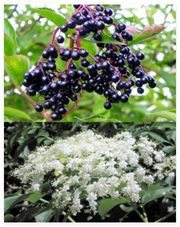 Sambucus Canadensis Seeds, Elderberry Cold Hardy Medicinal Herb