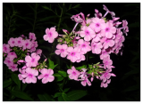 Tall Garden Phlox paniculata Native Perennial Seeds
