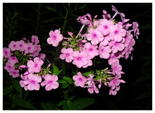 Tall Garden Phlox paniculata Native Perennial Seeds