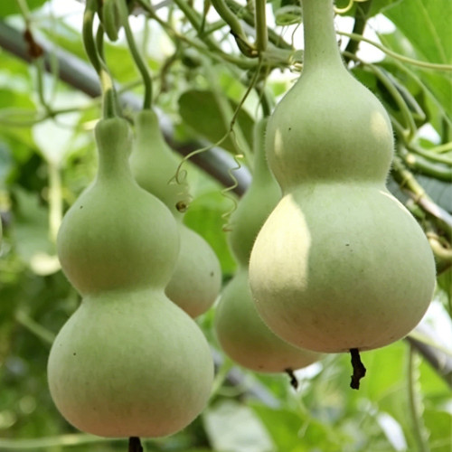Small Waist Gourd Seeds – High-Yielding, Easy to Grow, Versatile, Ideal for Collectors to Plant