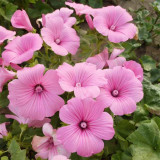 Hezhichun Rose Mallow Seeds | Malva trimestris, Wide Adaptability for Garden Borders & Pots