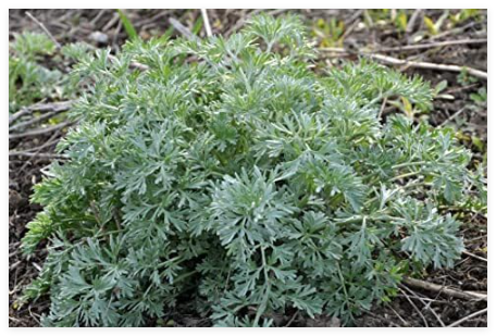 Wormwood Seeds (Artemisia Absinthium) Seeds