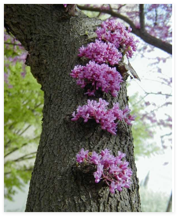 Cercis Canadensis, Eastern Redbud Cold Hardy Flowering Tree Seeds