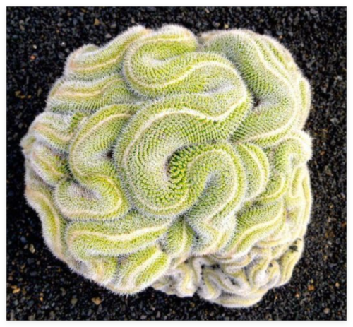 Green Brain Cactus Seeds Heat Rare Succulents Flower