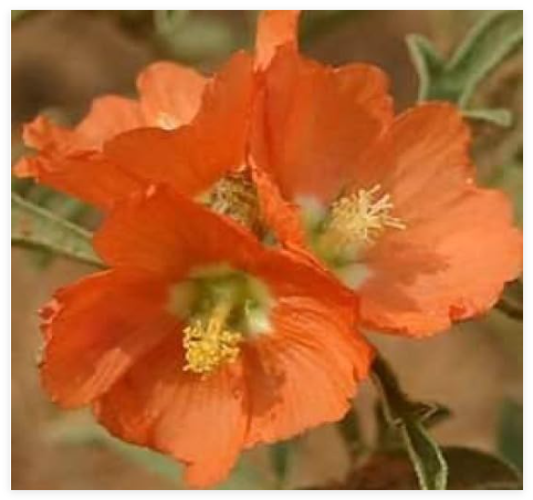 Scarlet Globe Mallow Rare Fresh Seeds Prarie Mallow
