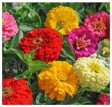 Sunshine Hybrid Mix Zinnia Seeds for Garden Planting