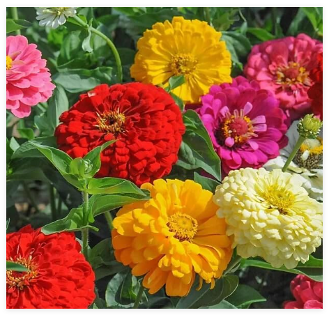 Sunshine Hybrid Mix Zinnia Seeds for Garden Planting