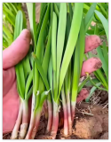 Fresh Garlic Purple Rooted Chives Heirloom Seeds Non-GMO