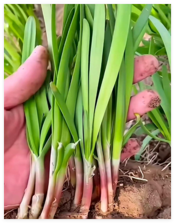 Fresh Garlic Purple Rooted Chives Heirloom Seeds Non-GMO