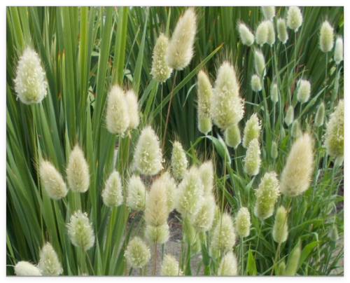 Bunny Tail Ornamental Grass Seeds - and Fun!