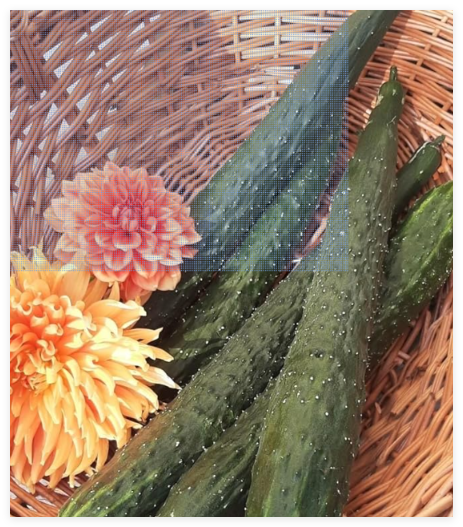 China Jade Cucumber Seeds | Heirloom - Seed