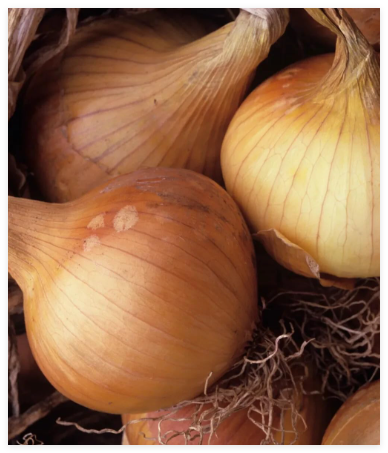 Kelsae Sweet Giant Onion Seeds for Garden Planting