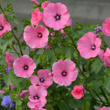Hezhichun Rose Mallow Seeds | Malva trimestris, Wide Adaptability for Garden Borders & Pots